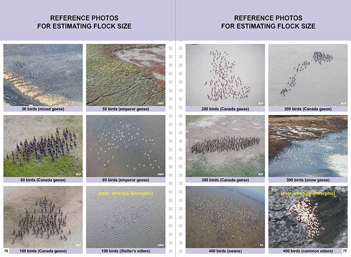 Sample page showing flock count estimation techniques